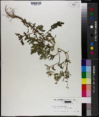 Parthenium hysterophorus image