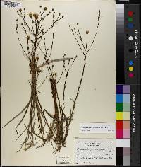 Pityopsis aspera image