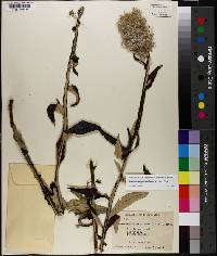 Pterocaulon pycnostachyum image