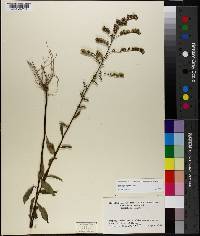 Solidago arguta image