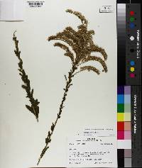 Solidago fistulosa image