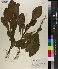 Sonchus asper image