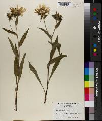 Stokesia laevis image