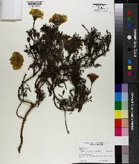 Tagetes erecta image