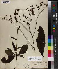 Vernonia acaulis image