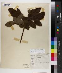 Mahonia aquifolium image