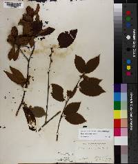 Betula alleghaniensis image