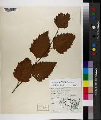 Betula nigra image