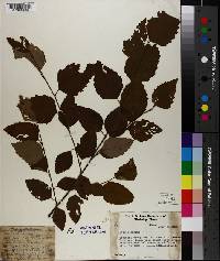 Betula nigra image