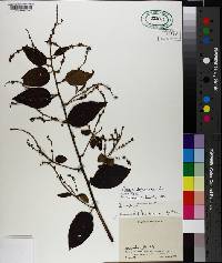 Cordia spinescens image
