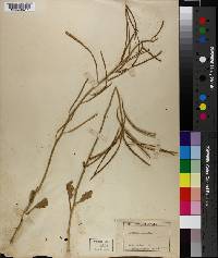 Caulanthus glaucus image