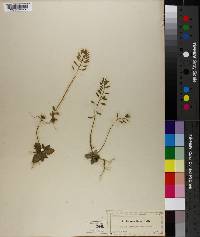 Draba cuneifolia image