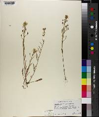 Physaria gracilis image