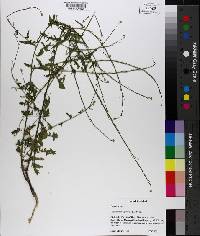 Sisymbrium officinale image