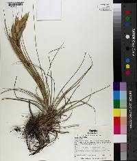 Tillandsia fasciculata var. densispica image