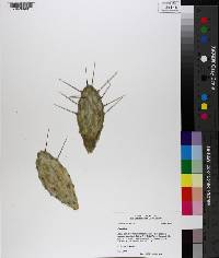 Opuntia austrina image