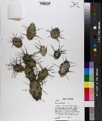 Opuntia pusilla image