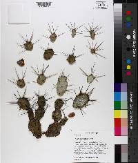 Opuntia pusilla image