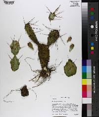 Opuntia pusilla image