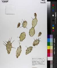 Opuntia pusilla image