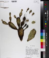 Opuntia pusilla image