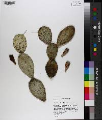 Opuntia mesacantha subsp. mesacantha image