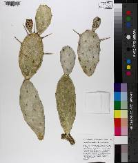 Opuntia mesacantha subsp. mesacantha image