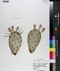 Opuntia mesacantha subsp. mesacantha image