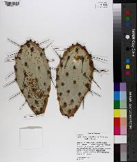 Opuntia dillenii image