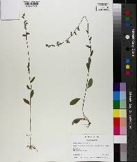 Lobelia appendiculata image