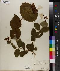 Lonicera hirsuta image