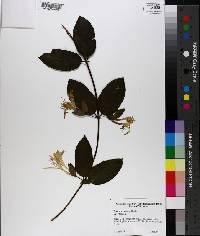 Lonicera japonica image