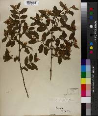 Lonicera maackii image