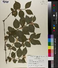 Lonicera maackii image