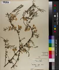 Lonicera spinosa image