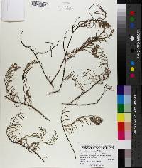 Media resource of Dicheranthus plocamoides