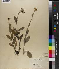 Lychnis fulgens image