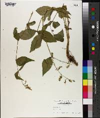 Silene ovata image