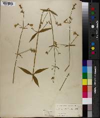 Silene stellata image