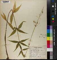 Silene stellata image