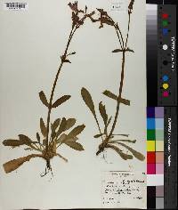 Silene virginica image