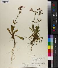 Silene virginica image