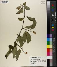 Celastrus scandens image