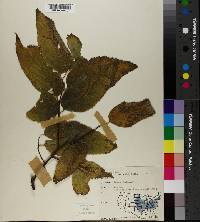 Celtis occidentalis image