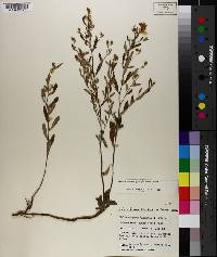 Helianthemum georgianum image