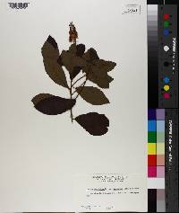 Clethra alnifolia image