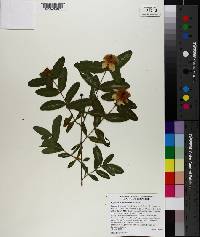 Hypericum frondosum image