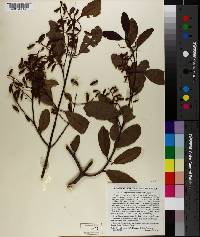 Laguncularia racemosa image