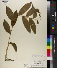 Maianthemum racemosum subsp. racemosum image