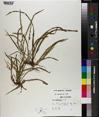 Carex abscondita image